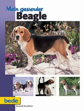 Bede Mein gesunder Beagle